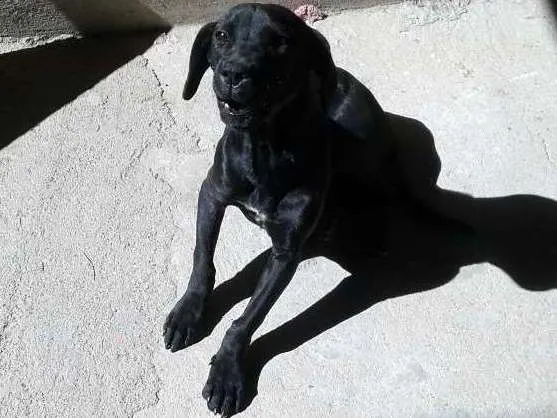 Cachorro ra a Mestiço labrador idade 2 a 6 meses nome Luk