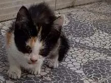 Gato raça  idade 2 a 6 meses nome Gatinhos malhados