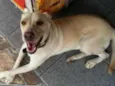 Labrador