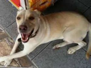 Cachorro raça mix de labrador idade 3 anos nome Labrador