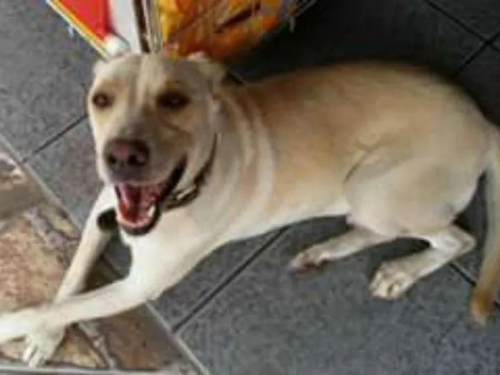 Cachorro ra a mix de labrador idade 3 anos nome Labrador