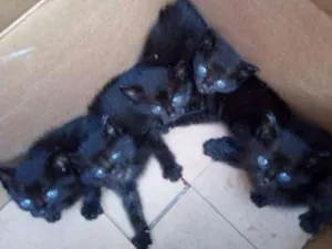 Gato raça SRD idade 2 a 6 meses nome SEM NOME