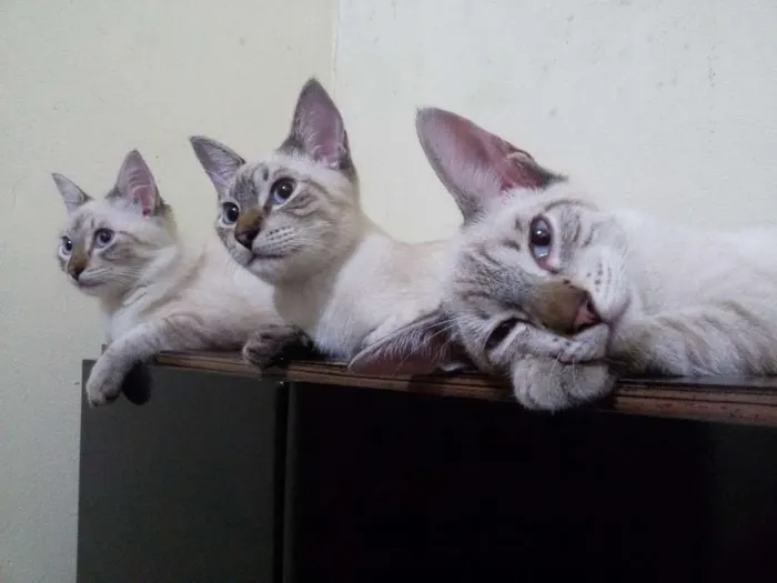 Gato ra a Siamês idade 1 ano nome  4 gatos
