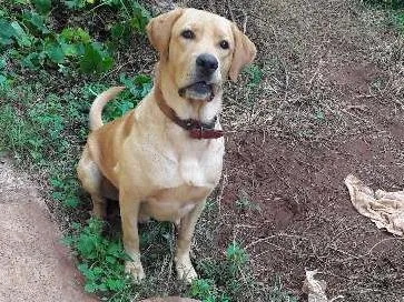 Cachorro ra a Labrador idade 1 ano nome Léo