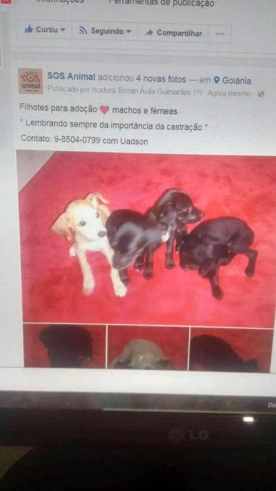 Cachorro ra a SRD idade 2 a 6 meses nome Caramelo, Jujuba e Pretinh