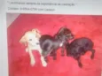 Caramelo, Jujuba e Pretinh