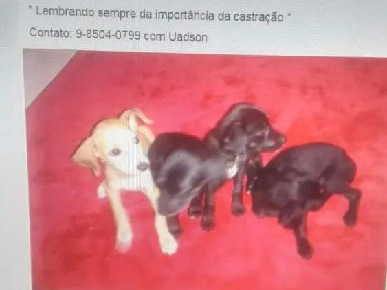 Cachorro ra a SRD idade 2 a 6 meses nome Caramelo, Jujuba e Pretinh