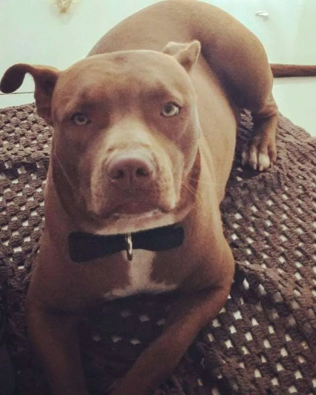 Cachorro ra a PITT BULL idade 7 a 11 meses nome JADE