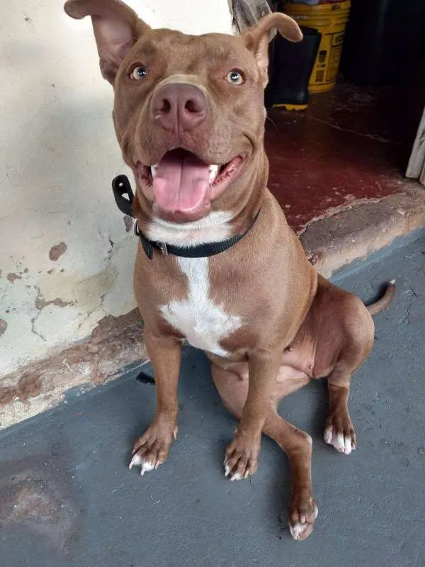 Cachorro ra a PITT BULL idade 7 a 11 meses nome JADE