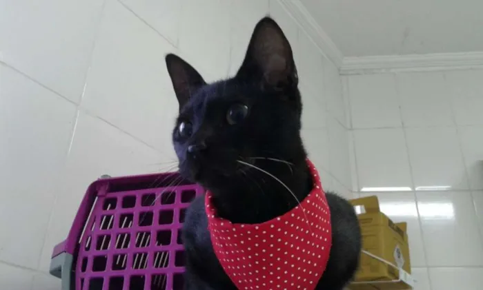 Gato ra a SRD idade 2 a 6 meses nome Chuck Berry