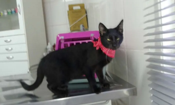 Gato ra a SRD idade 2 a 6 meses nome Chuck Berry