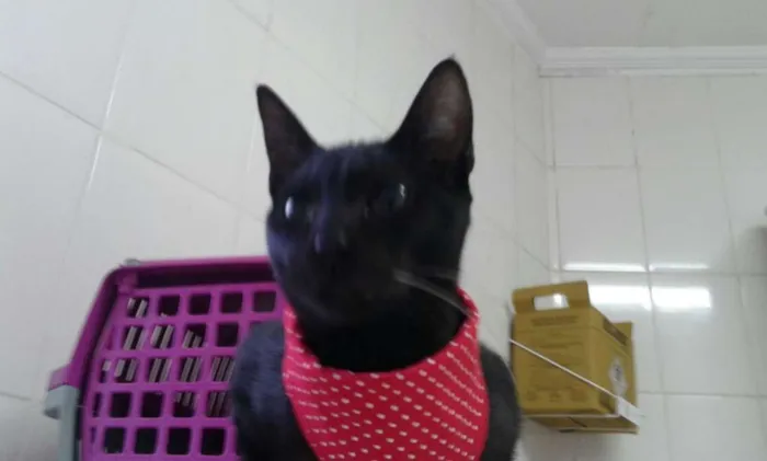 Gato ra a SRD idade 2 a 6 meses nome Chuck Berry