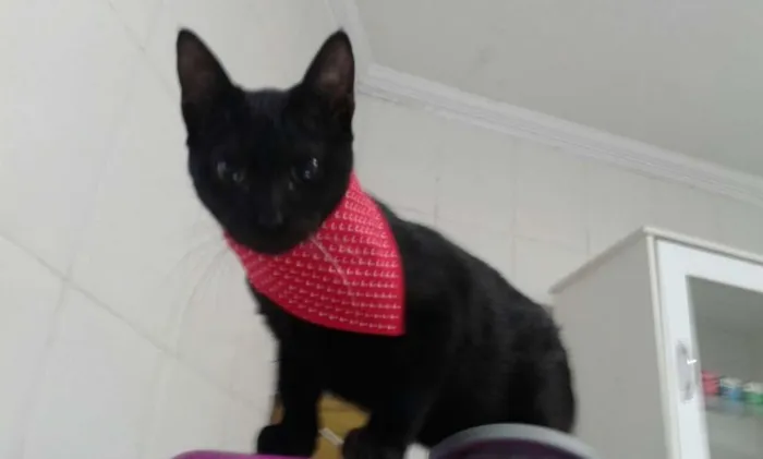Gato ra a SRD idade 2 a 6 meses nome Chuck Berry