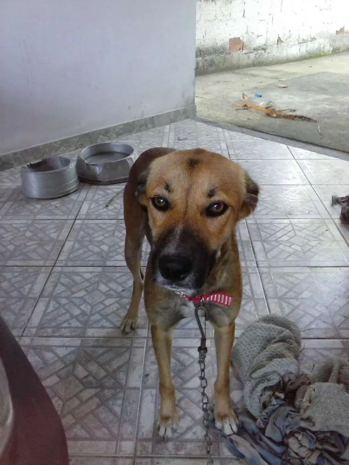 Cachorro ra a vira lata idade 7 a 11 meses nome Layca