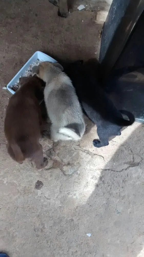 Cachorro ra a Vira lata  idade 2 a 6 meses nome Sem nome