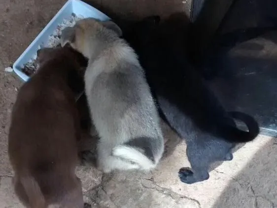Cachorro ra a Vira lata  idade 2 a 6 meses nome Sem nome