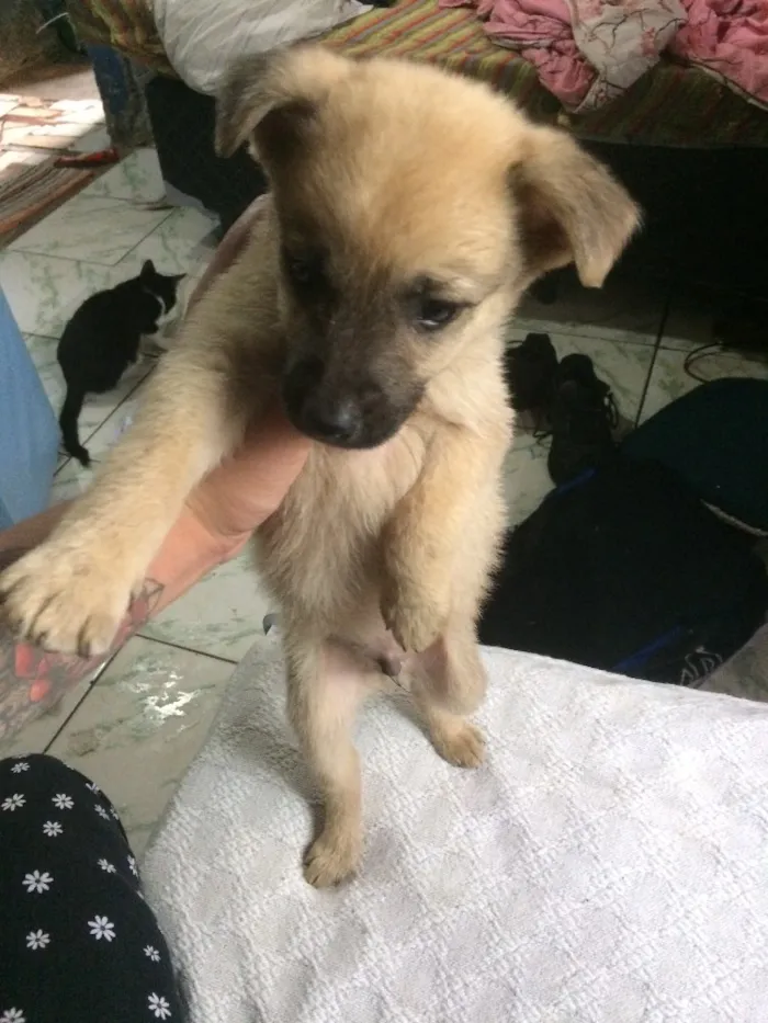 Cachorro ra a Vira lata  idade 2 a 6 meses nome Sem nome