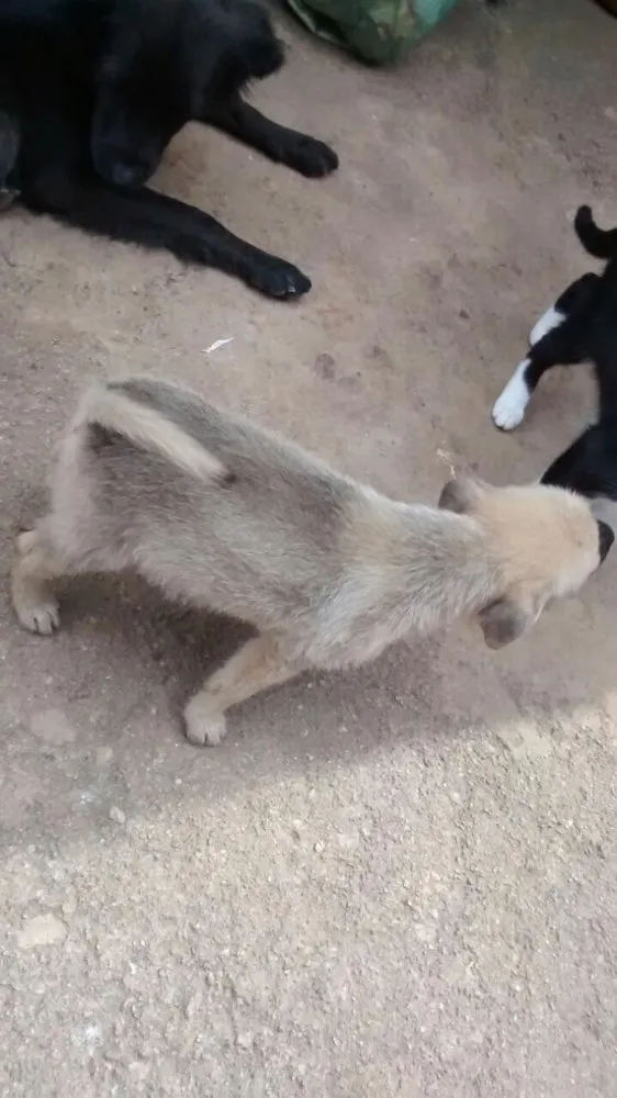 Cachorro ra a Vira lata  idade 2 a 6 meses nome Sem nome