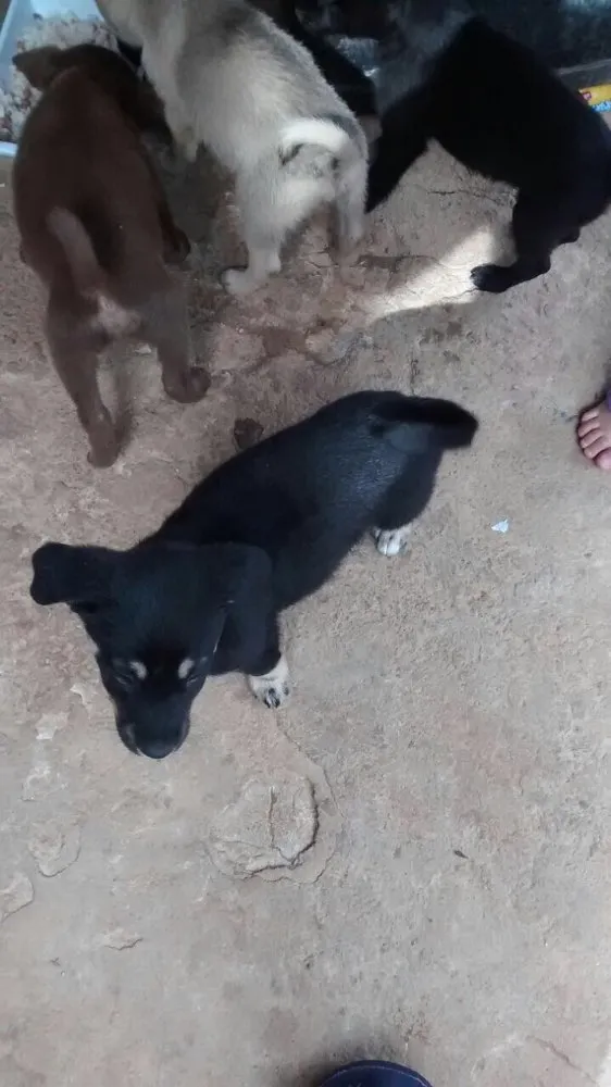 Cachorro ra a Vira lata  idade 2 a 6 meses nome Sem nome