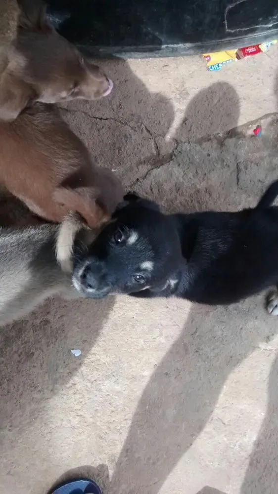 Cachorro ra a Vira lata  idade 2 a 6 meses nome Sem nome