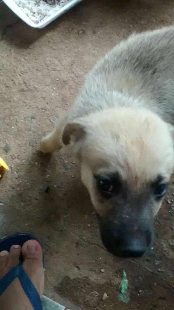 Cachorro ra a Vira lata  idade 2 a 6 meses nome Sem nome