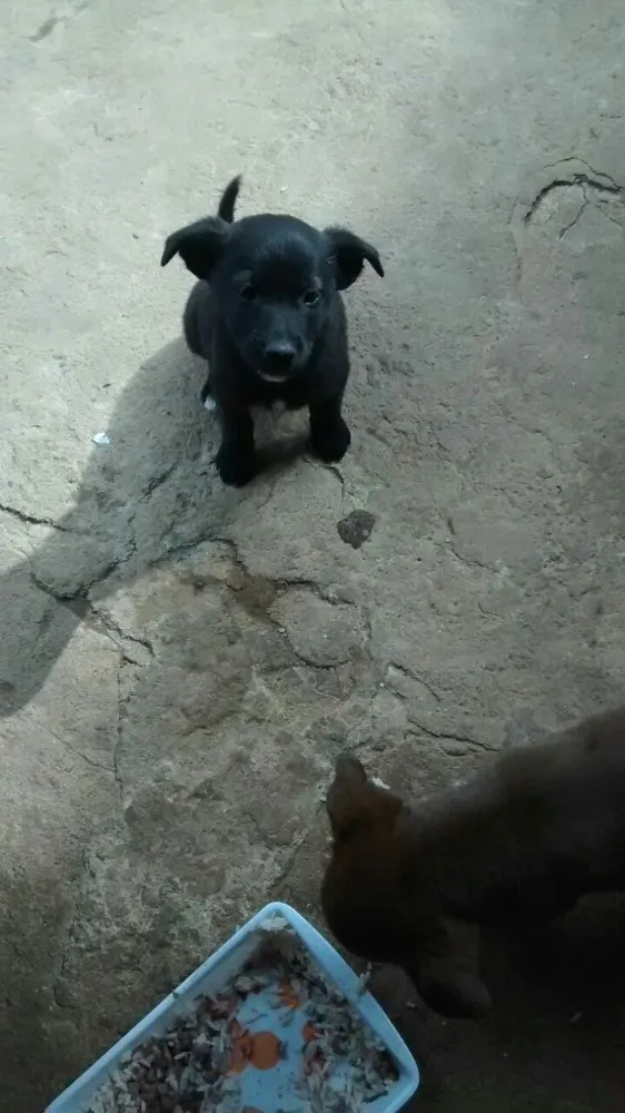 Cachorro ra a Vira lata  idade 2 a 6 meses nome Sem nome