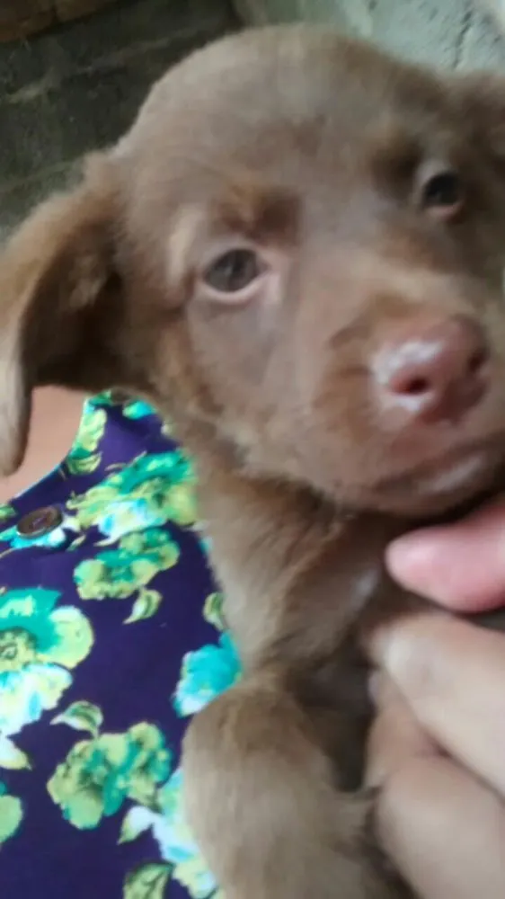Cachorro ra a Vira lata  idade 2 a 6 meses nome Sem nome