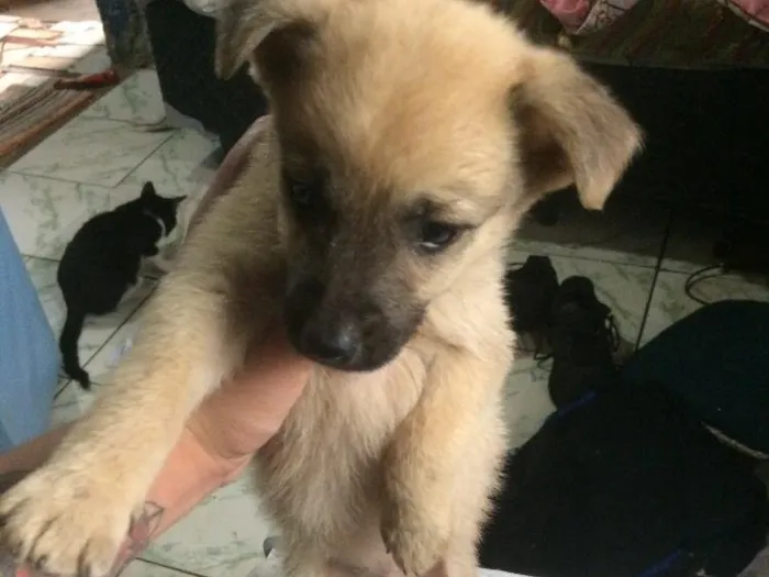 Cachorro ra a Vira lata  idade 2 a 6 meses nome Sem nome
