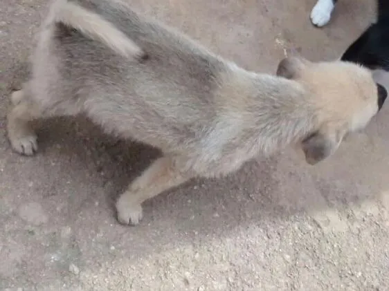 Cachorro ra a Vira lata  idade 2 a 6 meses nome Sem nome