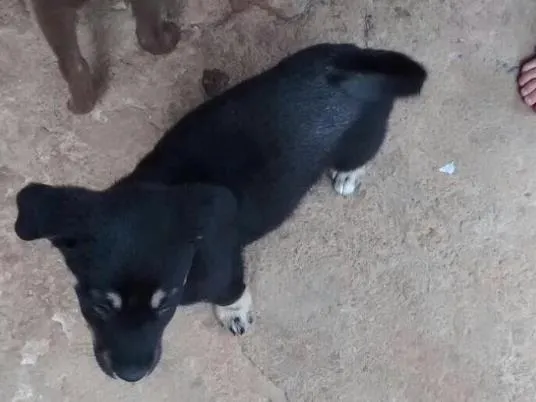 Cachorro ra a Vira lata  idade 2 a 6 meses nome Sem nome