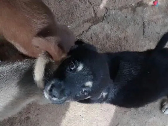Cachorro ra a Vira lata  idade 2 a 6 meses nome Sem nome