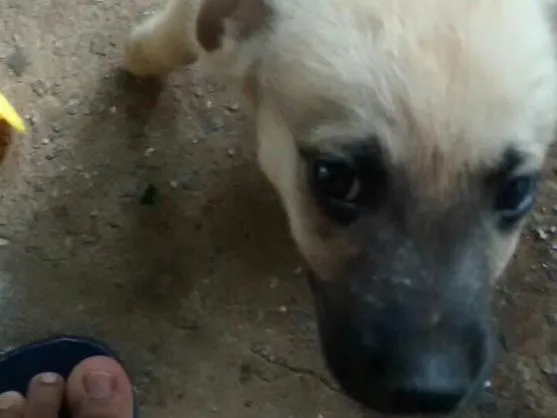 Cachorro ra a Vira lata  idade 2 a 6 meses nome Sem nome