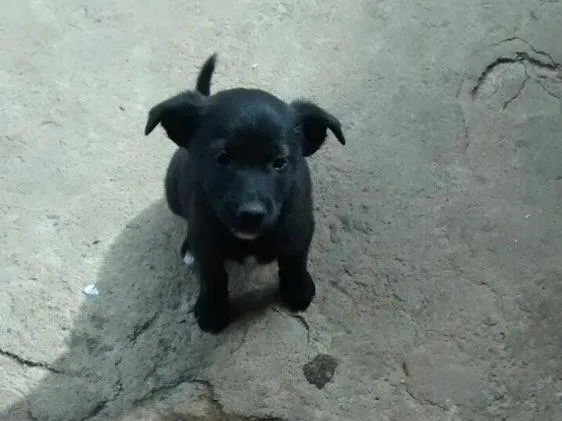 Cachorro ra a Vira lata  idade 2 a 6 meses nome Sem nome