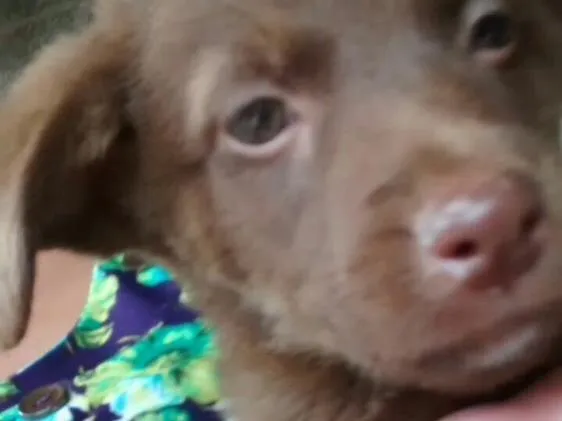 Cachorro ra a Vira lata  idade 2 a 6 meses nome Sem nome