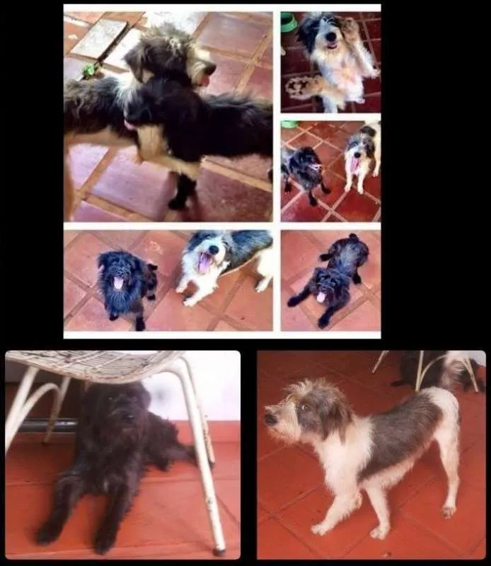 Cachorro ra a idade 5 anos nome JIM E RAUL