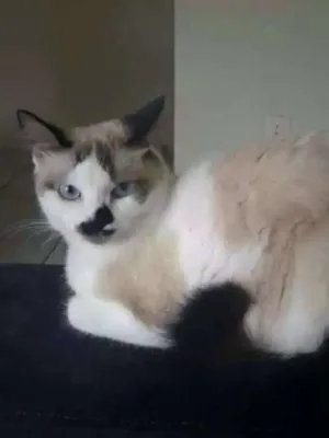 Gato raça ND idade 4 anos nome Nina