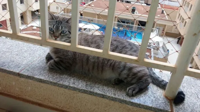 Gato ra a NÃO SEI idade 5 anos nome GURI