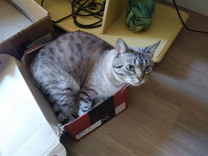 Gato ra a NÃO SEI idade 5 anos nome GURI