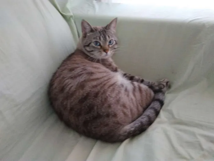 Gato ra a NÃO SEI idade 5 anos nome GURI