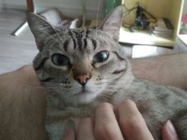 Gato ra a NÃO SEI idade 5 anos nome GURI