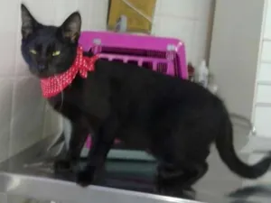 Gato raça SRD idade 2 a 6 meses nome Chuck Berry