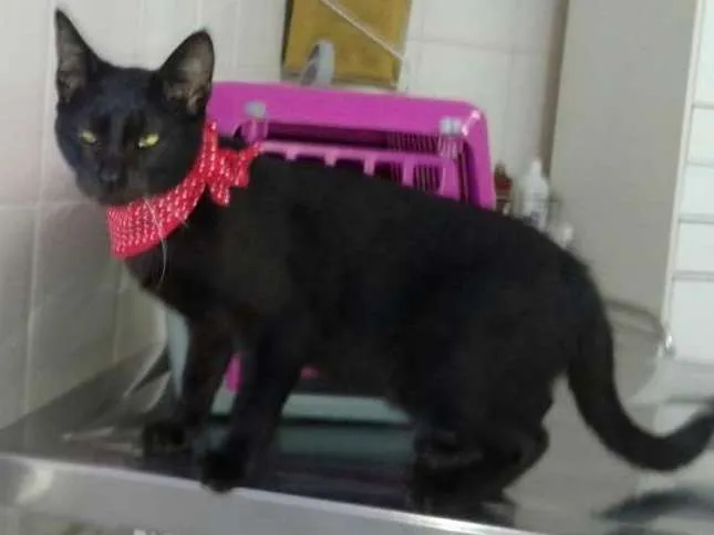 Gato ra a SRD idade 2 a 6 meses nome Chuck Berry