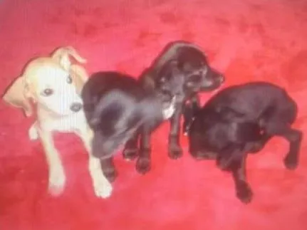 Cachorro ra a SRD idade 2 a 6 meses nome Caramelo, Jujuba e Pretinh