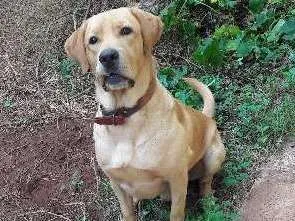 Cachorro ra a Labrador idade 1 ano nome Léo