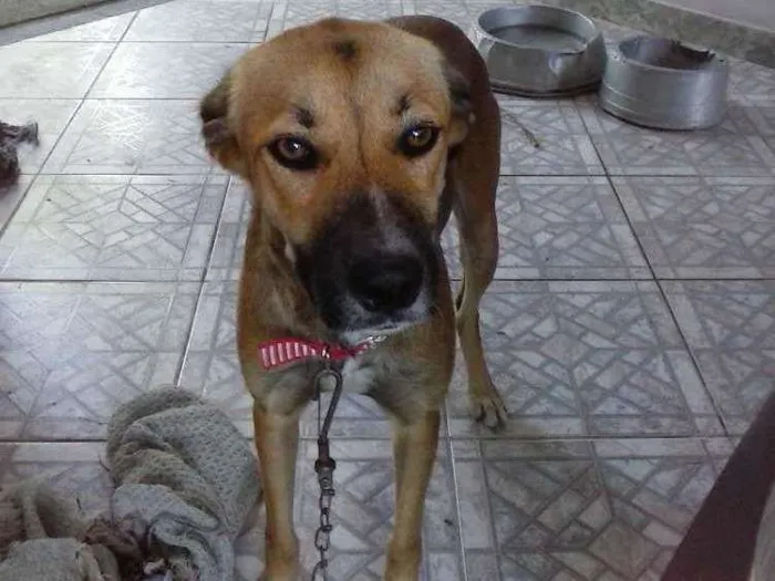 Cachorro ra a vira lata idade 7 a 11 meses nome Layca