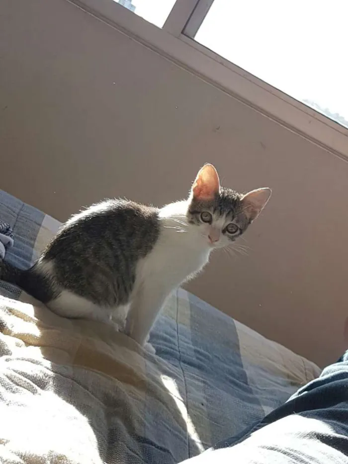 Gato ra a Vira lata idade Abaixo de 2 meses nome Sem nome