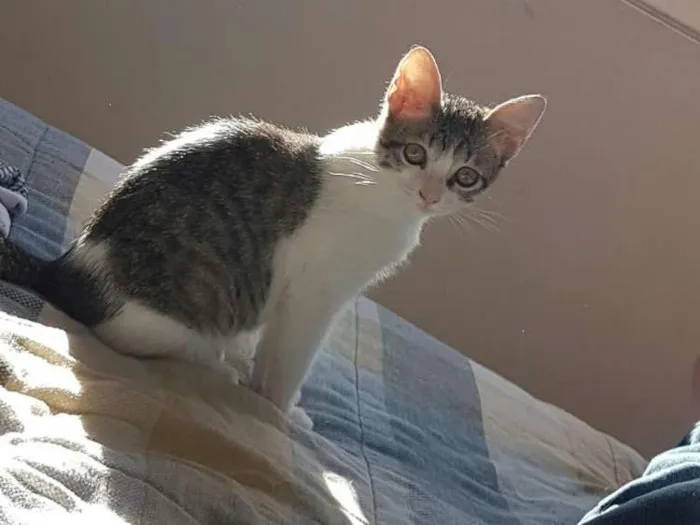 Gato ra a Vira lata idade Abaixo de 2 meses nome Sem nome