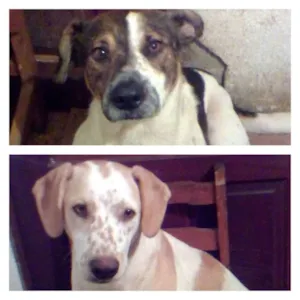 Cachorro raça SRD idade 2 anos nome Thor e Gorda