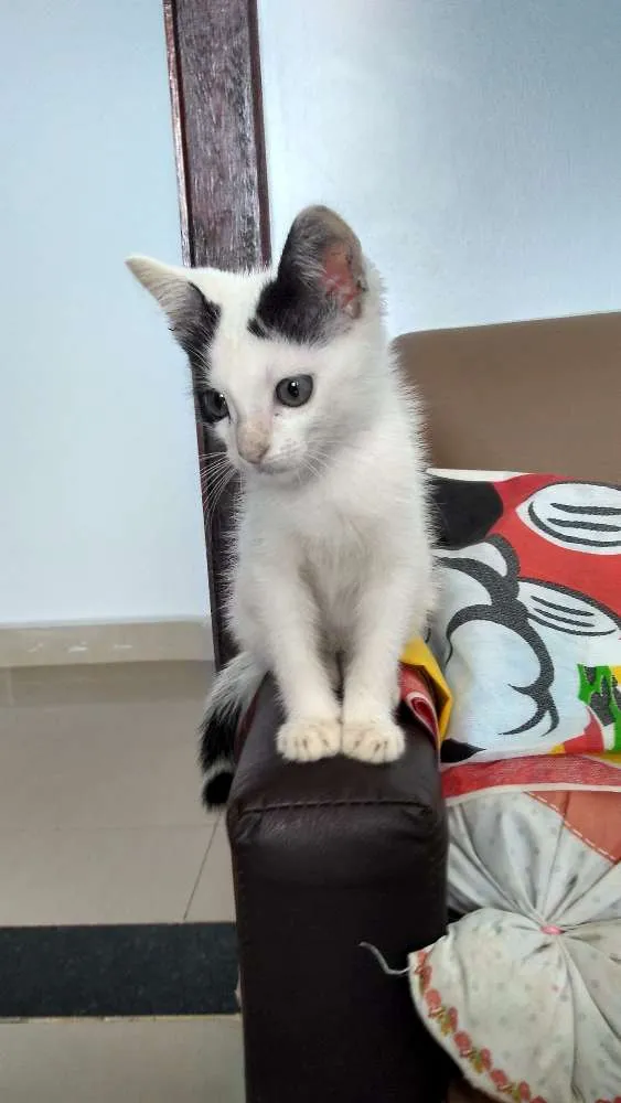 Gato ra a Sem raça definida idade 2 a 6 meses nome Tutti