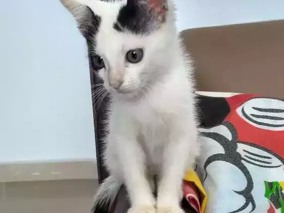 Gato ra a Sem raça definida idade 2 a 6 meses nome Tutti